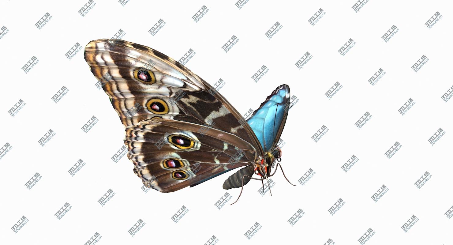 images/goods_img/20210113/Morpho Peleides Butterfly Rigged for Maya 3D model/3.jpg